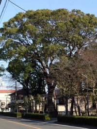 市指定天然記念物に指定されることになった横割八幡宮のクス