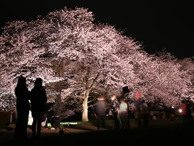 幻想的にライトアップされた桜